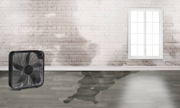 Best Basement water damage restoration  in Summit, IL